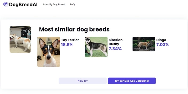 AI Dog Breed Identifier Dog Breed AI Step 3